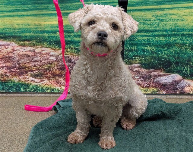A549385 - Poodle (Miniature) available for adoption