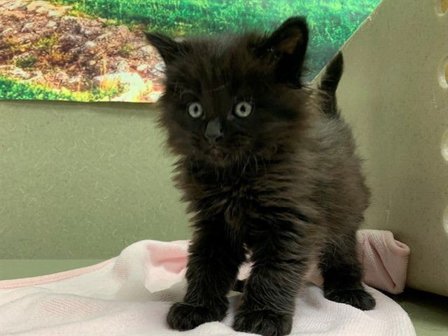 A549544 - Domestic Long Hair available for adoption