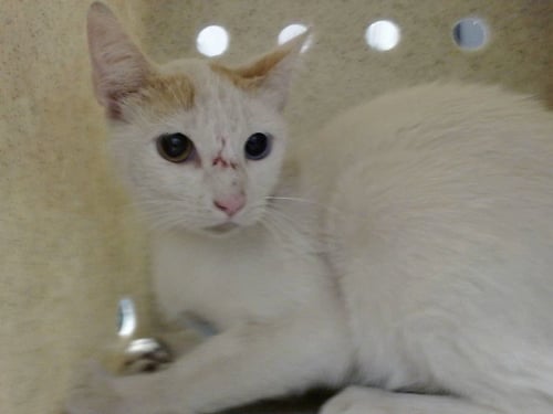 A554954 - Domestic Short Hair available for adoption
