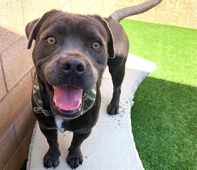 KING PAY BACK - Pit Bull Terrier available for adoption