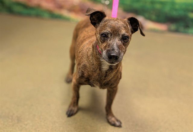 JEFFERY - Chihuahua / Dachshund available for adoption