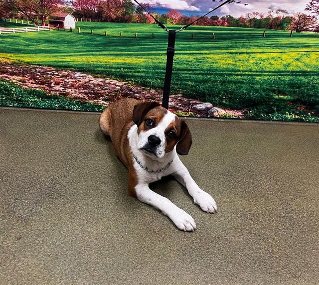 BUGLE - Beagle available for adoption
