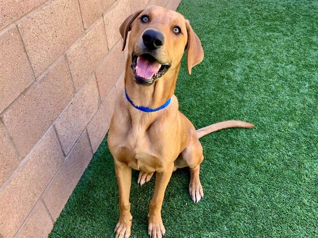 BEAU - Redbone Coonhound available for adoption
