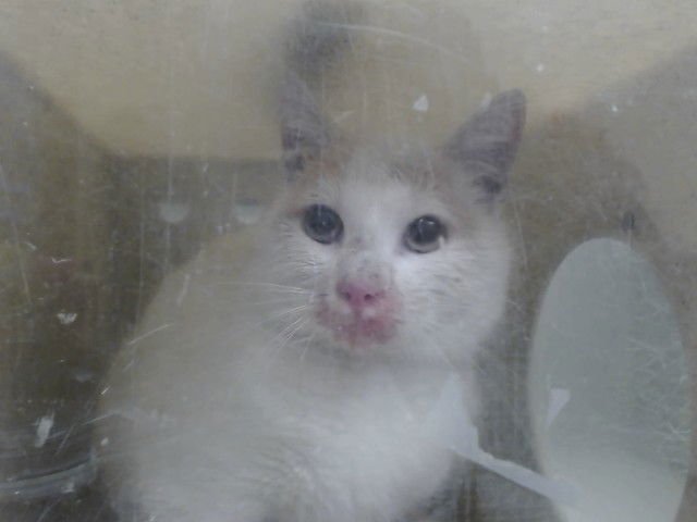 A548996 - Domestic Short Hair available for adoption