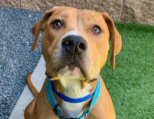 LION - Mastiff available for adoption
