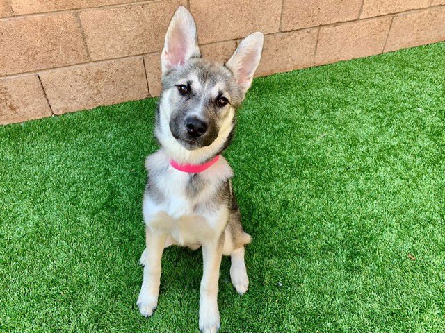 PINK BUNNY - Siberian Husky available for adoption