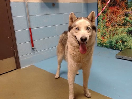BRUNO - Siberian Husky available for adoption