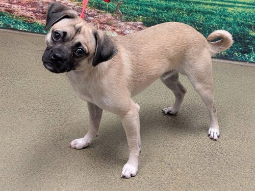 KIPPER - Pug available for adoption
