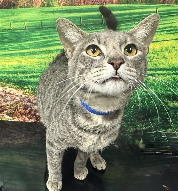 ALEX - Domestic Short Hair available for adoption