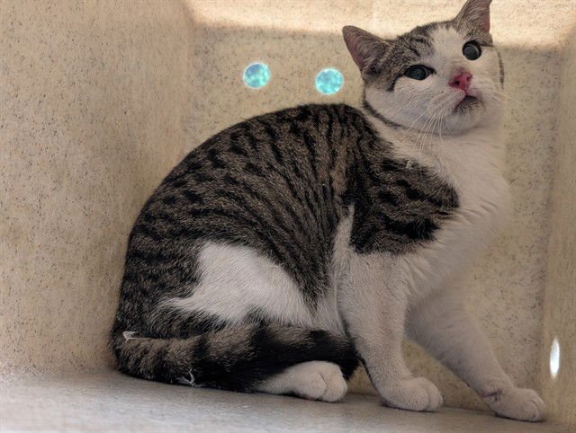 A548435 - Domestic Short Hair available for adoption