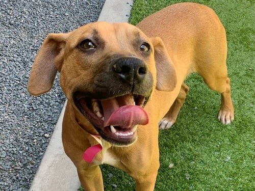 MACY - Mastiff available for adoption