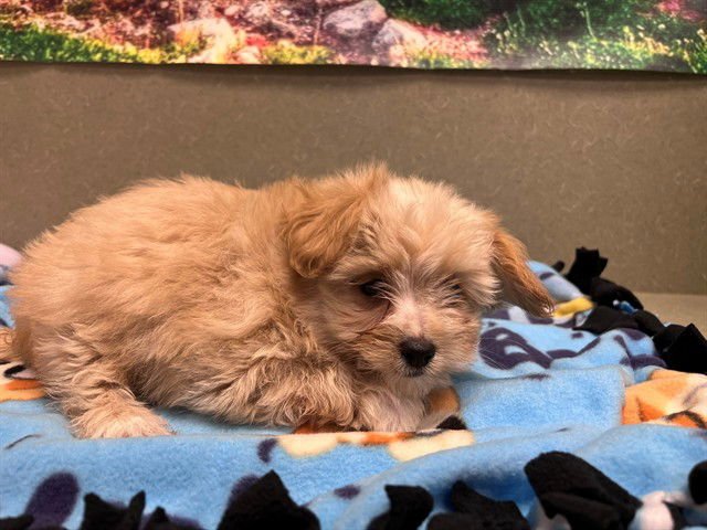 A549028 - Terrier available for adoption