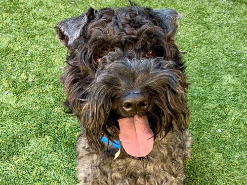 WINKEY - Schnauzer / Poodle (Standard) available for adoption