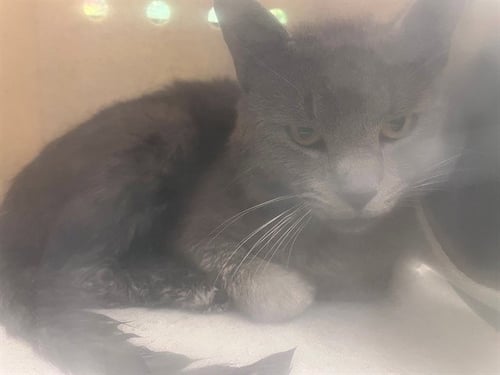 A551315 - Domestic Short Hair available for adoption