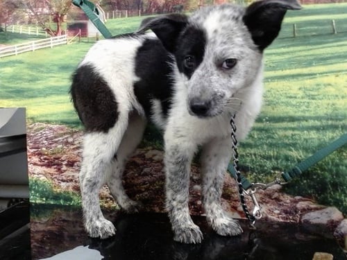 A550982 - Australian Cattle Dog/Blue Heeler available for adoption