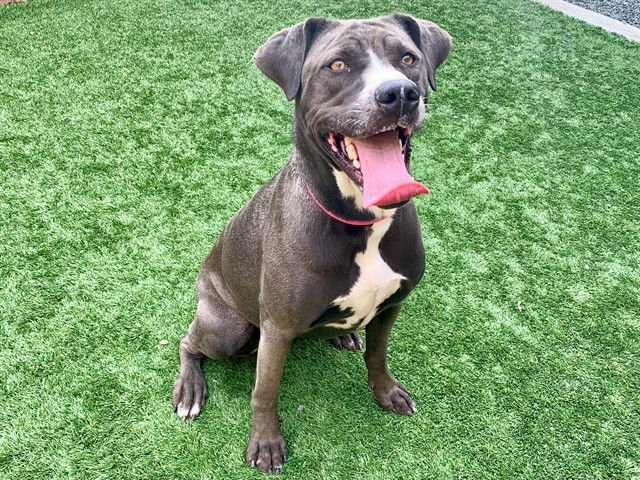 LILTH - Labrador Retriever / Chinese Shar-Pei available for adoption