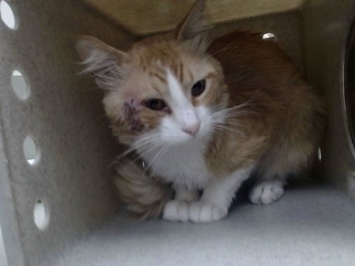 A552222 - Domestic Long Hair available for adoption