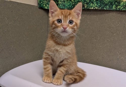 A552460 - Domestic Short Hair available for adoption