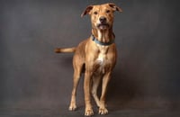 Louie - Photo 1