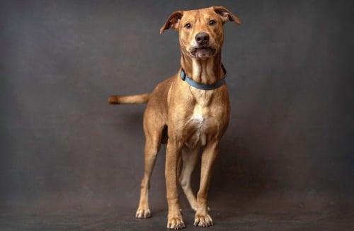 LOUIE - Mountain Cur available for adoption