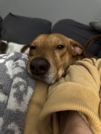 Louie - Photo 2