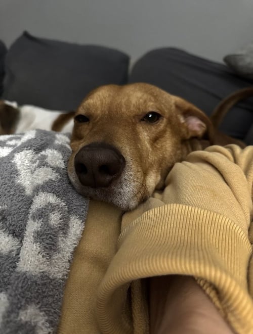 LOUIE - Mountain Cur available for adoption