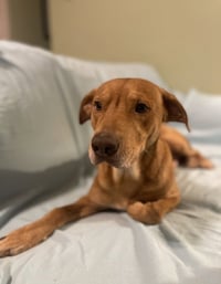 Louie - Photo 3