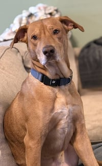 Louie - Photo 4