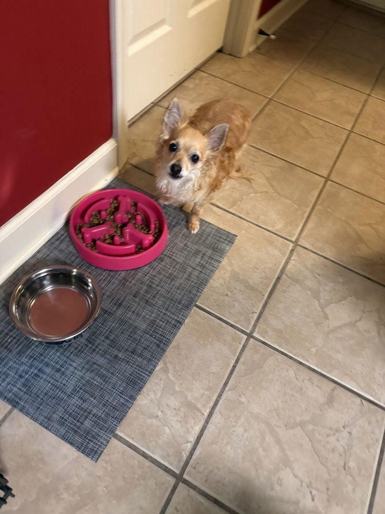 CHOCOLATE - Chihuahua available for adoption