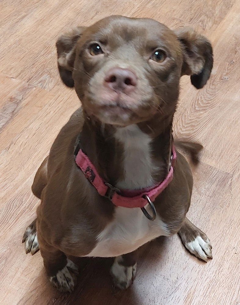 BRISTOL - Terrier for adoption in Cambridge