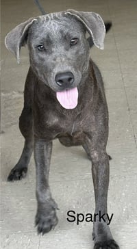 Sparky - Photo 4
