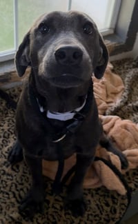 Sparky - Photo 2