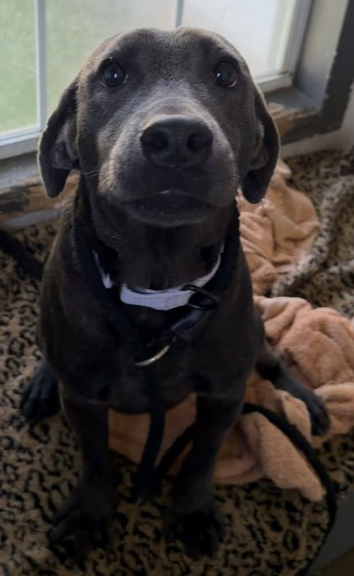 SPARKY - Blue Lacy available for adoption