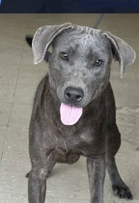 Sparky - Photo 1