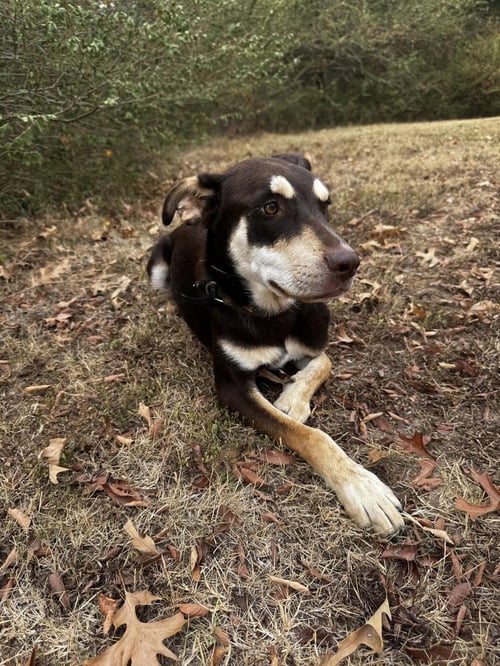 CASH OUTLAW - Unknown available for adoption