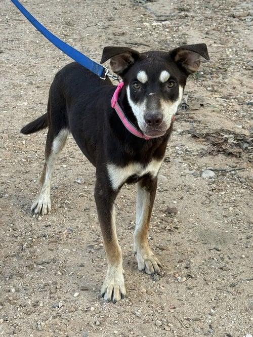 CASH OUTLAW - Unknown available for adoption