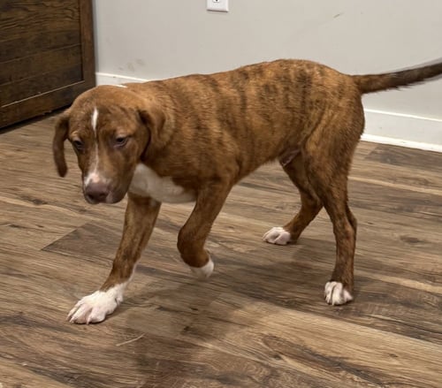 SNICKERS SWEETS - Hound available for adoption