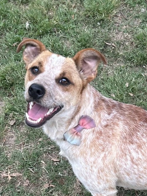 LUNA MACKENZIE - Unknown for adoption in Cambridge