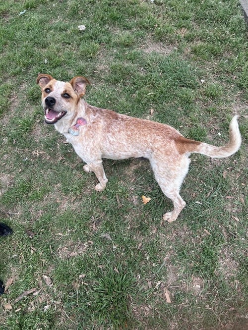 LUNA MACKENZIE - Unknown available for adoption