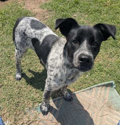 MAXINE - Australian Cattle Dog/Blue Heeler available for adoption