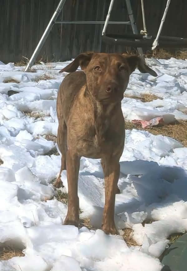 CYPRESS WOODS - Hound available for adoption