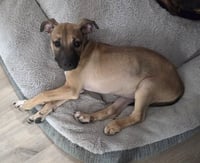 Scooby - Photo 1