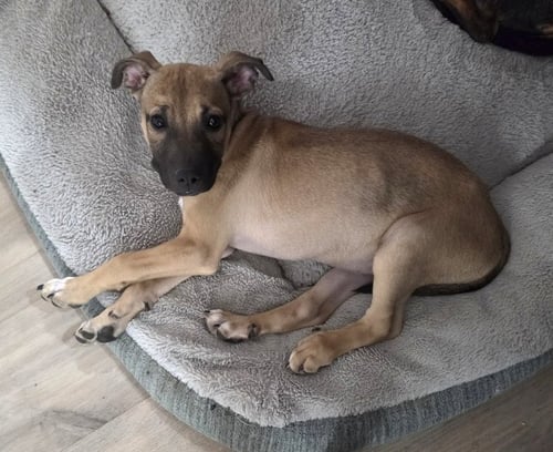 SCOOBY - Mountain Cur for adoption in Boston