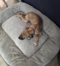 Scooby - Photo 4