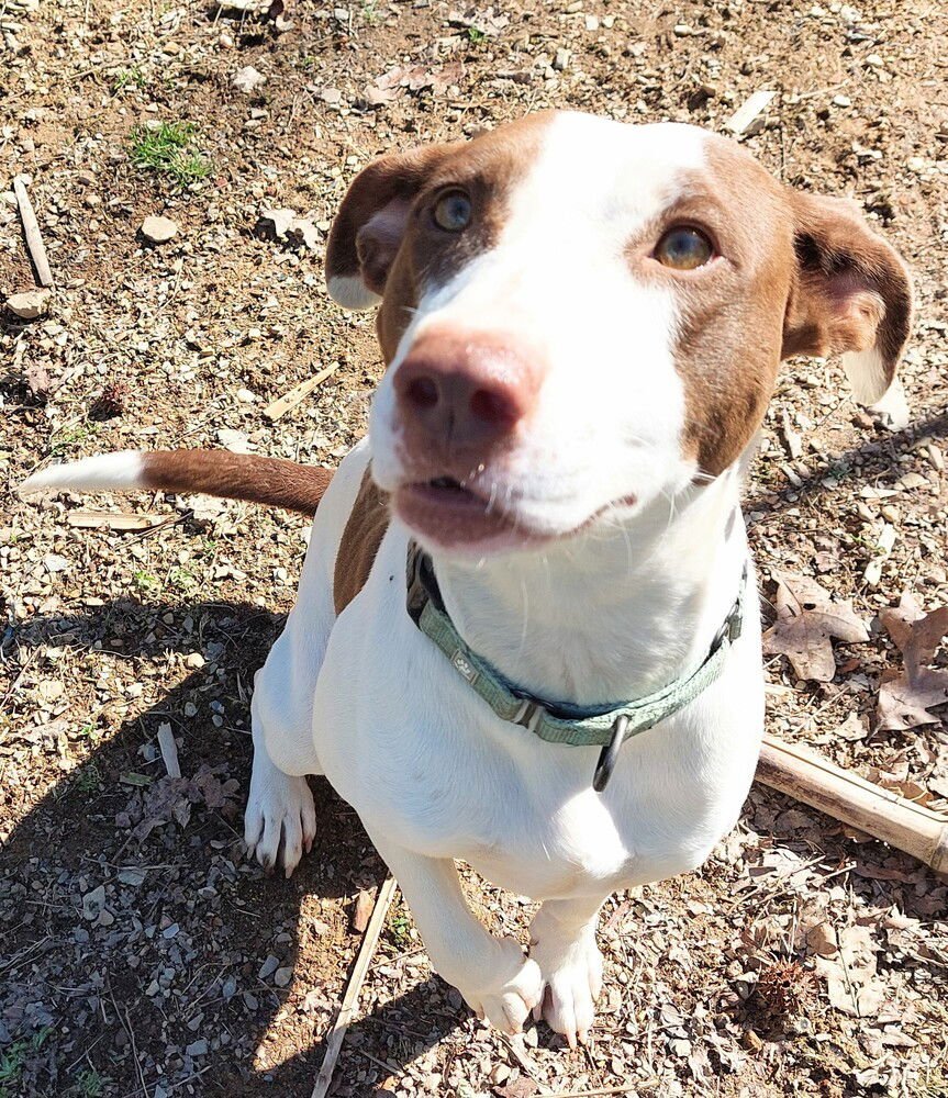 KLARA - Pit Bull Terrier for adoption in Cambridge