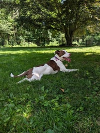 Klara - Photo 3