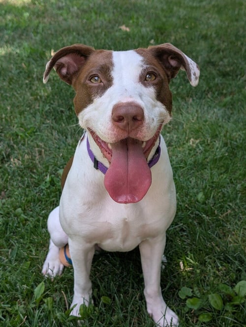 KLARA - Pit Bull Terrier for adoption in Cambridge