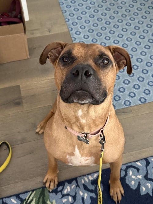 OZZY PORTER - Boxer available for adoption