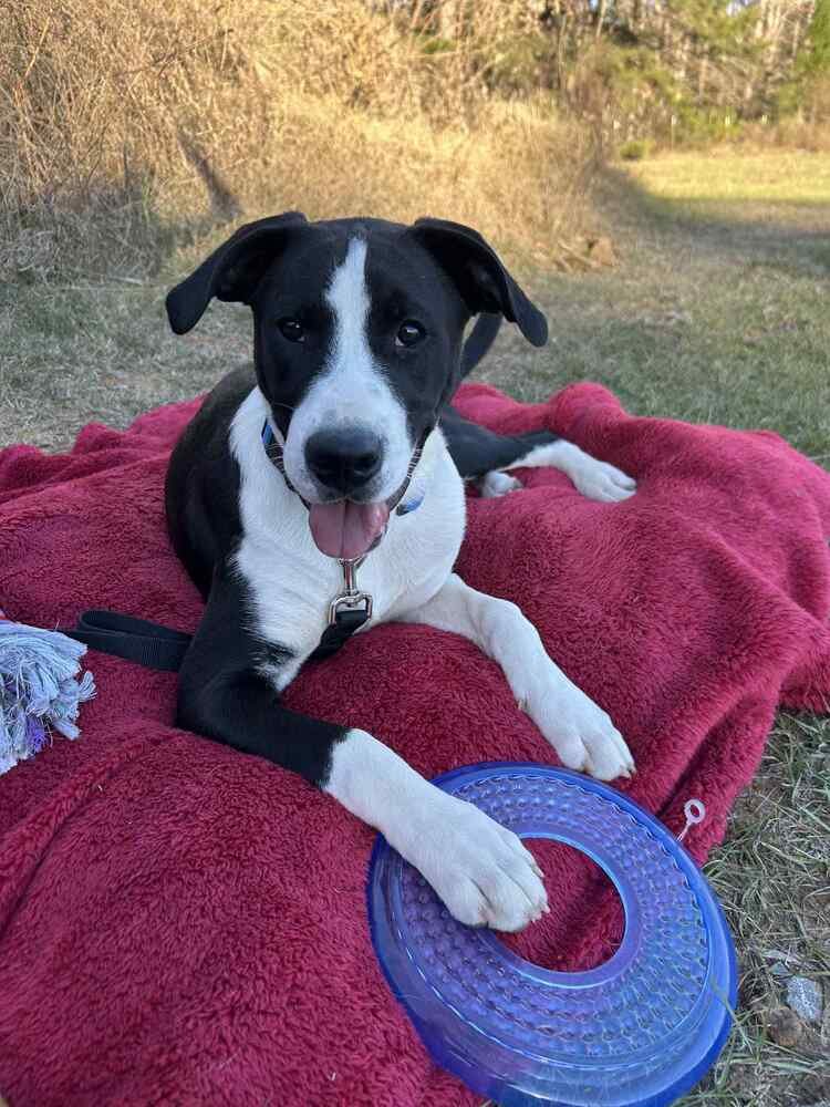 LUKE BOW - Terrier for adoption in Cambridge