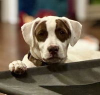 Karli - Photo 2